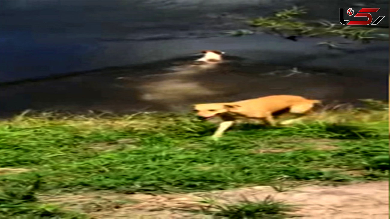 فیلم لحظه شکار وحشتناک یک سگ توسط کروکودیل
