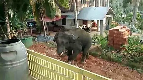 فیل عصبانی دست از سر مرد موتورسوار بر نمی داشت +فیلم