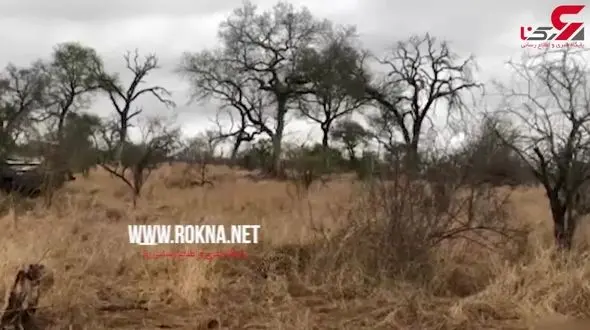 جدال دیدنی پلنگ و گراز وحشی مقابل توریست‌ها در پارک حیات وحش آفریقای جنوبی + فیلم 