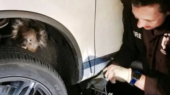 گریه های کوالا راننده را باخبرکرد/ سالم خارج‌شدن کوآلای مادر از بین چرخ‌های خودرو+تصاویر