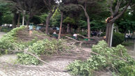 طوفان درختان را از ریشه کند + عکس