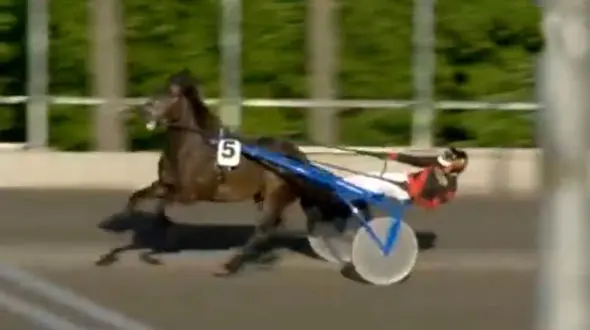 مرگ دلخراش یک اسب هنگام مسابقه + فیلم و عکس