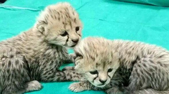 وضعیت آذر و توران؛ توله یوزهای پاییزی در ۶ هفتگی + جزییات