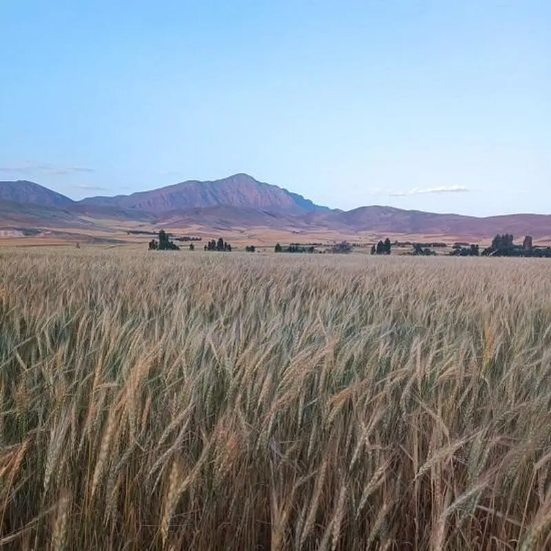 خوشه طلایی