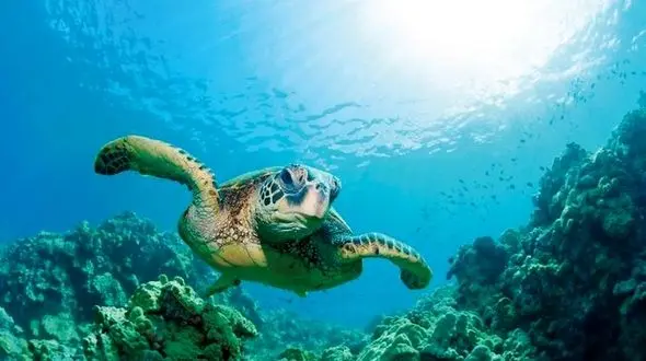 راز تغییر جنسیت جمعیت لاک پشت های دریایی چیست؟