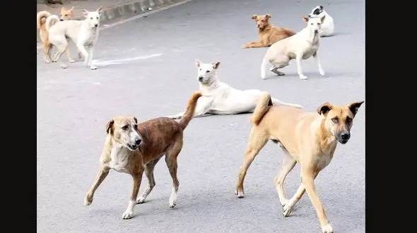 اعلام جرم دادستان علیه شهردار فومن در پروند سگ های ولگرد