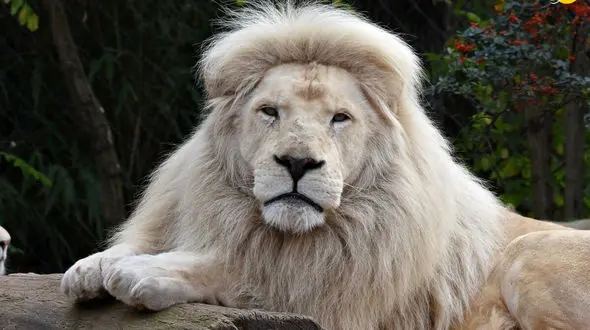 فیلم / شیر سفید کمیاب از ترس گاومیش‌ها از درخت بالا رفت !