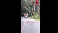 حمله فیل عصبانی به یک خودرو هنگام عبور از جاده + فیلم 
