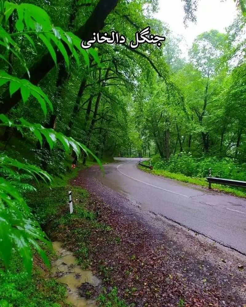 جنگل دالخانی