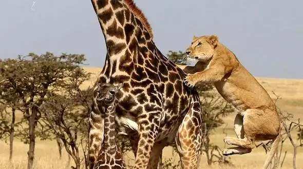 فیلم لحظه زمین زدن زرافه