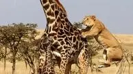 فیلم لحظه زمین زدن زرافه