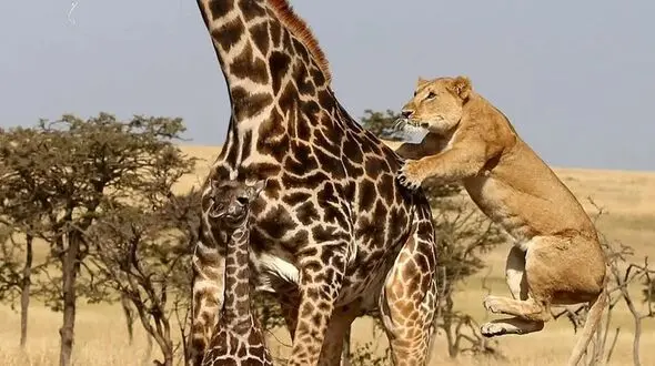 فیلم لحظه زمین زدن زرافه