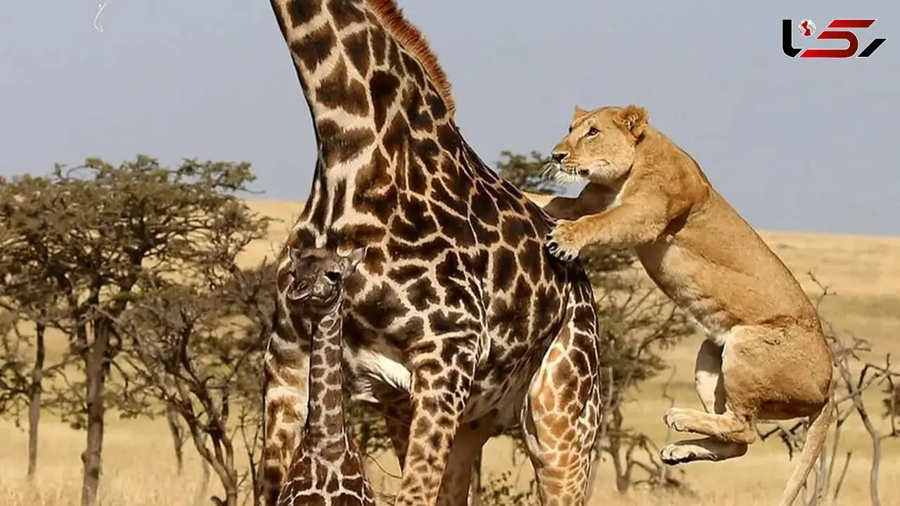 فیلم لحظه زمین زدن زرافه