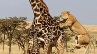 فیلم لحظه زمین زدن زرافه
