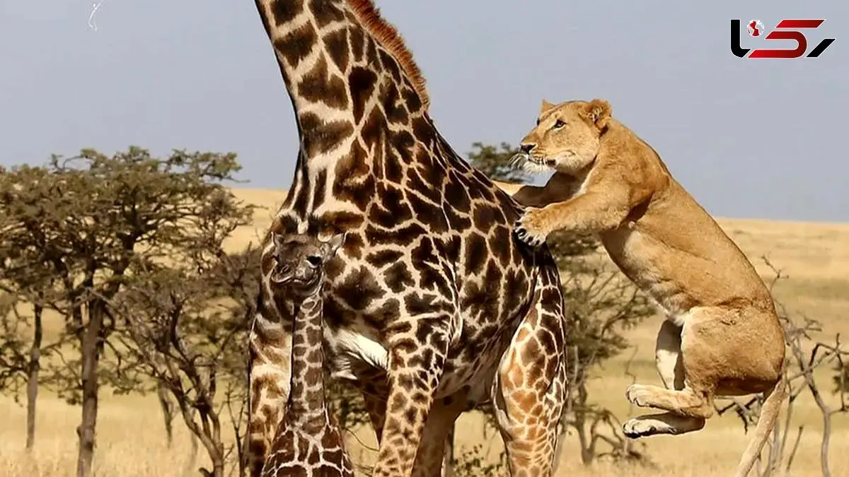 فیلم لحظه زمین زدن زرافه