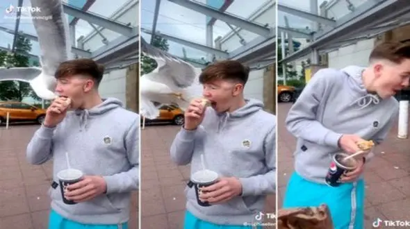 این مرغ دریایی سارق غذای مشتری بود + فیلم 