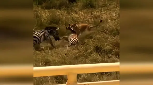 گورخری که بچه اش را از دهان شیر بیرون کشید + فیلم 