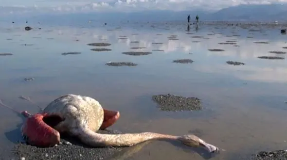 میانکاله در مسیر احیا؛ سه طرح انتقال آب در دستور کار سازمان محیط‌ زیست + فیلم