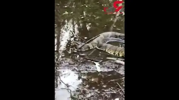 هجوم مارهای غول پیکر خطرناک پس از طوفان ! +فیلم