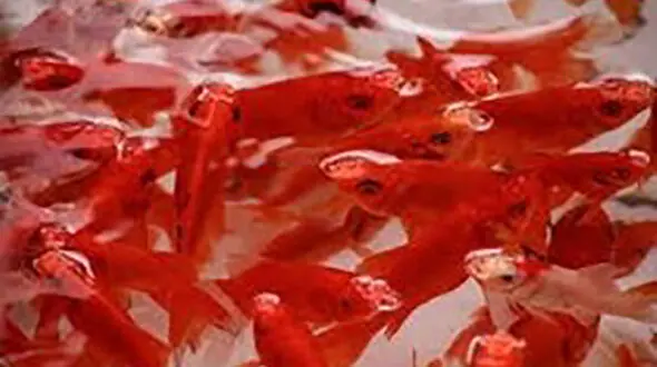 بعد از عید با ماهی‌های قرمز چه کار کنیم؟