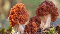 خطرناک‌ترین و سمی ترین قارچ دنیا / با خوردن این قارچ به کما می روید +تصاویر