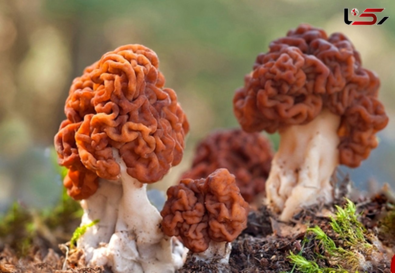 خطرناک‌ترین و سمی ترین قارچ دنیا / با خوردن این قارچ به کما می روید +تصاویر