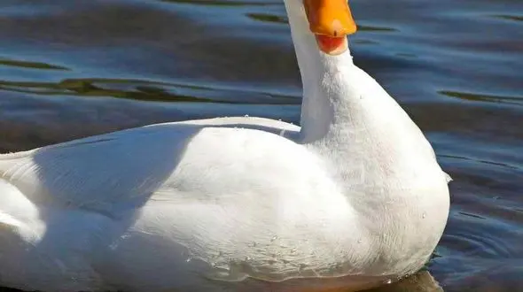 ازحواصیل در فکر شکار اردک  تا حمله یک گاومیش به یک گله کرگدن