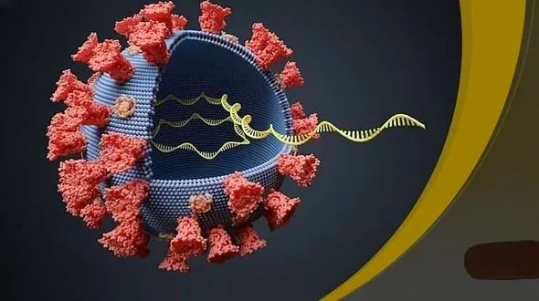 
 دو نوع جدید از ویروس کرونا در آمریکا شناسایی شد
