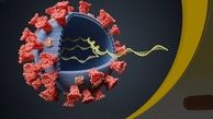 
 دو نوع جدید از ویروس کرونا در آمریکا شناسایی شد
