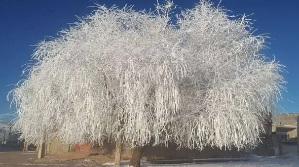 یخ زدن کامل یک درخت در نورآباد لرستان + عکس