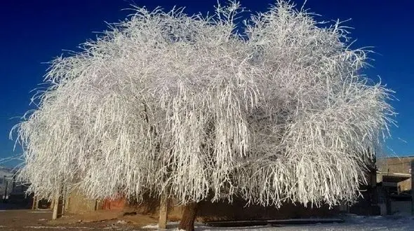 یخ زدن کامل یک درخت در نورآباد لرستان + عکس