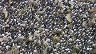 مرگ یک میلیون مرغ دریایی به خاطر گرمایش زمین