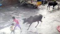 لحظه وحشتناک حمله گاو به کودک خردسال! + فیلم / هند