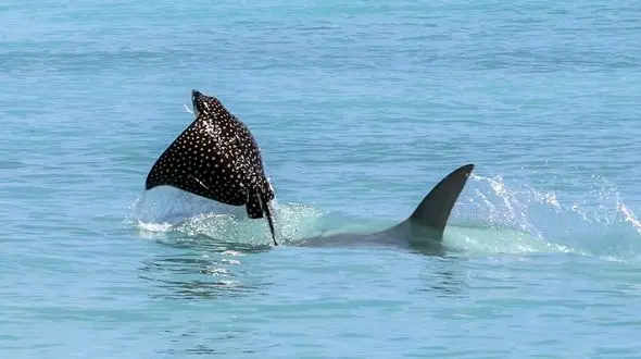 فرار یک سفره ماهی از آرواره های کوسه گرسنه + عکس