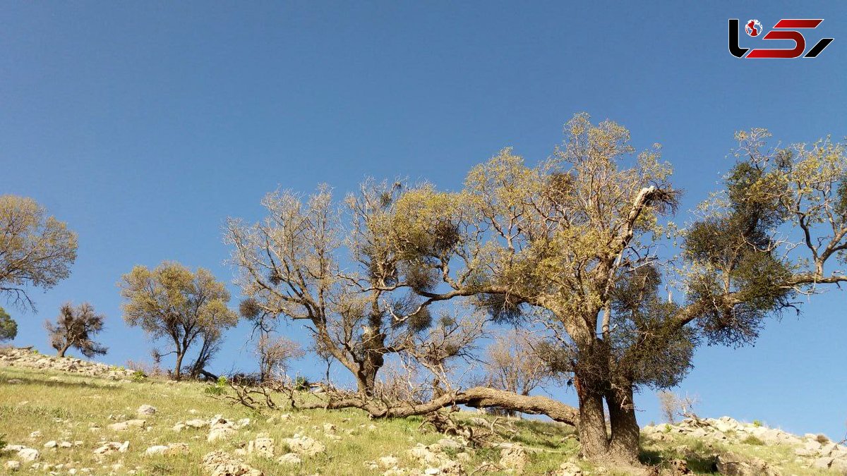 مبتلا شدن بلوط‌های زاگرس به آفت سرطانی/ تهدیدی برای جنگل‌های ایران/ بودجه مقابله با «لورانتوس» کافی نیست + فیلم