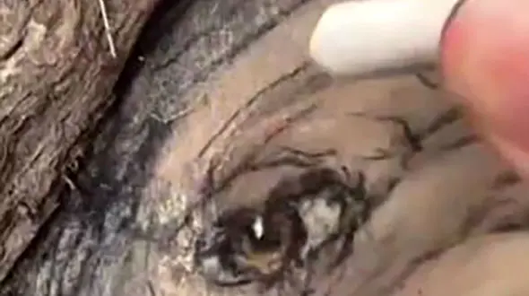 هنر با گچ روی خیابان معمولی + فیلم