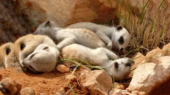 میرکات ها؛ قبیله ای از خانواده های شجاع +عکس های دیدنی 