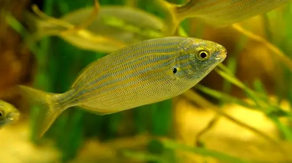 ساخت مخدر تفریحی با ماهی + عکس