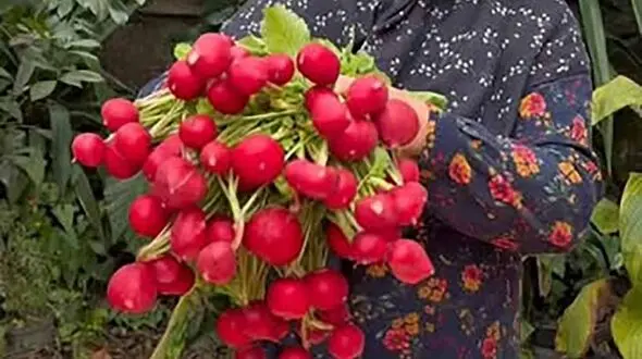 ترشی تربچه را امتحان کنید / فیلم