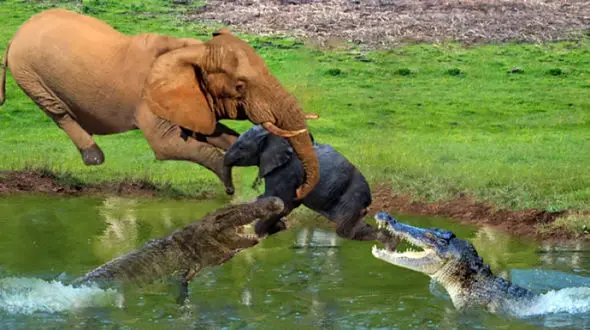 فیلم جدال خونین تمساح با پدر و مادر بچه فیل ها / فداکاری مادرانه را ببینید