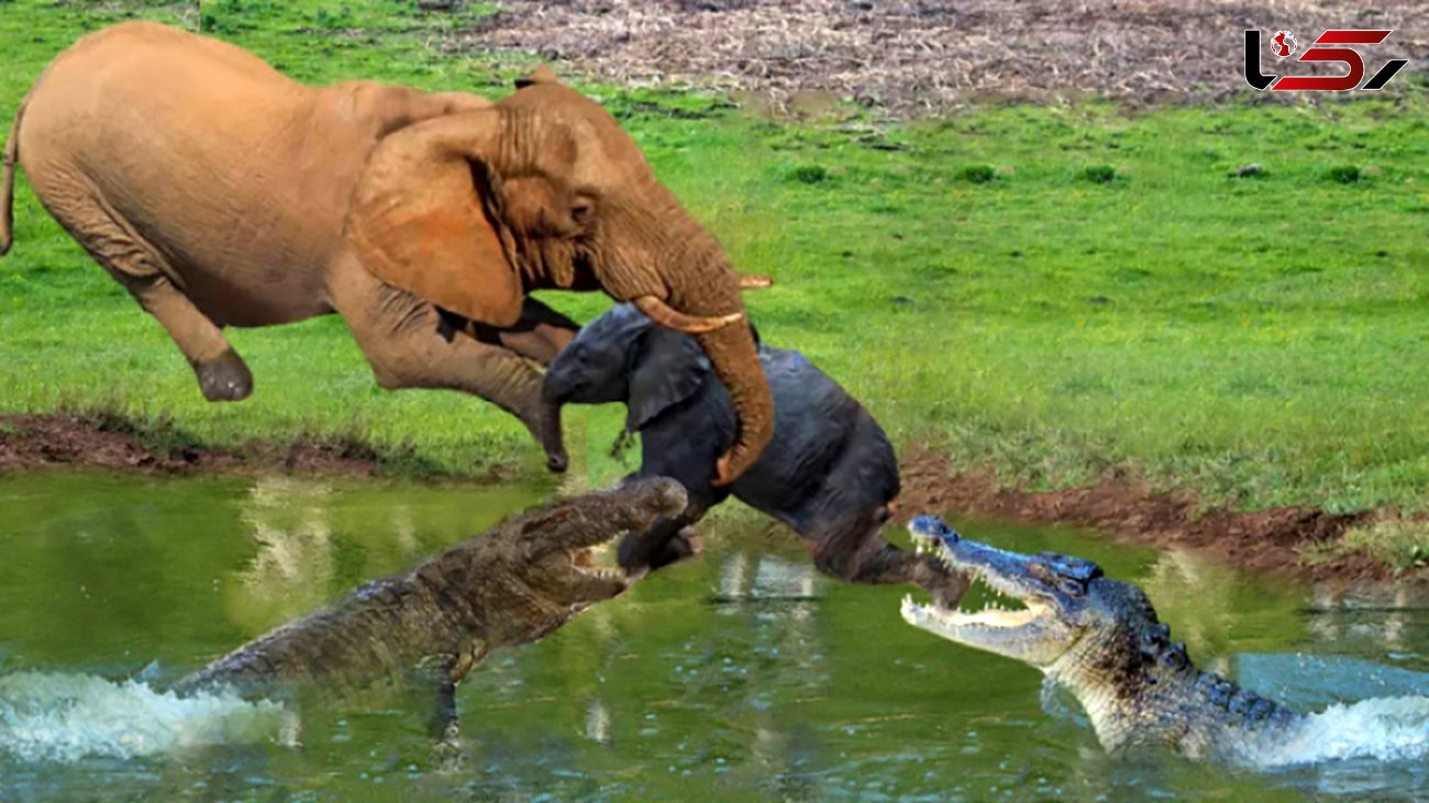 فیلم جدال خونین تمساح با پدر و مادر بچه فیل ها / فداکاری مادرانه را ببینید