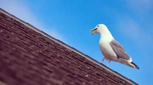 یک زن و شوهر از ترس مرغ های دریایی یک هفته در خانه حبس شدند ! / در بریتانیا اتفاق افتاد