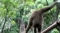 میمون حرفه ای در حفظ تعادل را ببینید+ فیلم