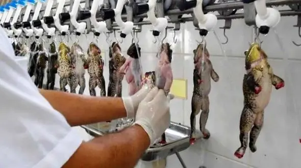 در مزرعه پرورش قورباغه چه رخ می دهد؟ + فیلم