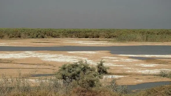 بلعیده شدن حقابه تالاب "هورالعظیم "توسط مزارع کشت برنج / تخلیه زهاب کشاورزی، آب هورالعظیم را برای حیات وحش غیرقابل شرب کرد + فیلم