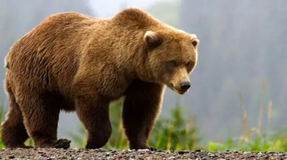 فیلم وحشتناک از حمله خرس به کارگران میدان نفتی / ببینید