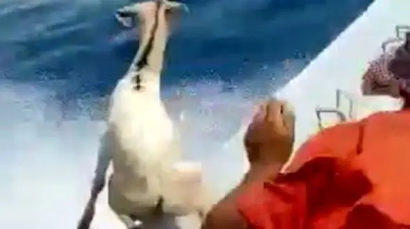 بازداشت عاملان پرت کردن گوسفندان در دریای عمان / قاچاقچی بودند + عکس