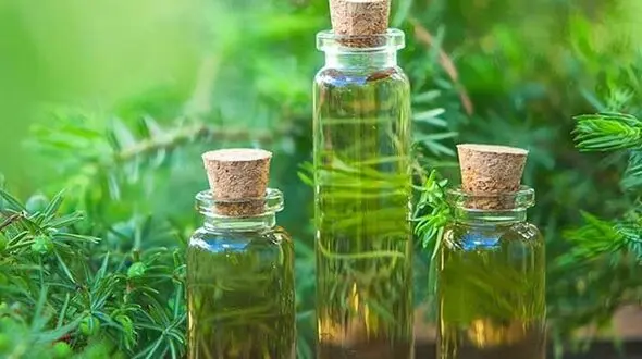 درمان قارچ ناخن با روغن درخت چای