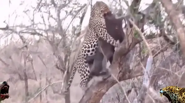 مقایسه قدرت دوگو آرژانتین با پلنگ لئوپارد + فیلم