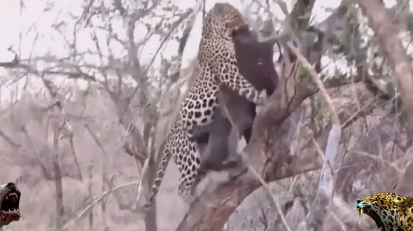 مقایسه قدرت دوگو آرژانتین با پلنگ لئوپارد + فیلم